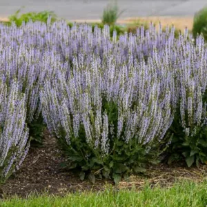 Perfect Profusion Sage, Salvia Nemorosa Perfect Profusion, Salvia Perfect Profusion, Sage 'Perfect Profusion', Blue Sage