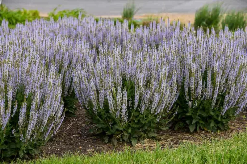 Perfect Profusion Sage, Salvia Nemorosa Perfect Profusion, Salvia Perfect Profusion, Sage 'Perfect Profusion', Blue Sage