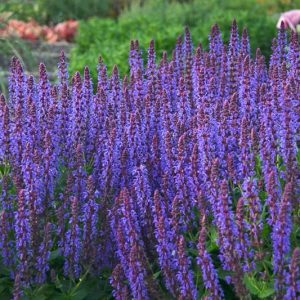 Salvia Nemorosa 'Violet Riot', Sage 'Violet Riot', Balkan Clary 'Violet Riot', Steppe Sage 'Violet Riot', Salvia Violet Riot, Blue Salvia, Blue Sage, Blue Flowers