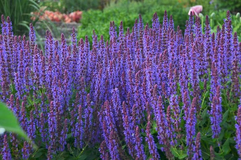 Salvia Nemorosa 'Violet Riot', Sage 'Violet Riot', Balkan Clary 'Violet Riot', Steppe Sage 'Violet Riot', Salvia Violet Riot, Blue Salvia, Blue Sage, Blue Flowers