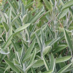 Salvia Officinalis, Common Sage, Garden Sage, Sauge, Salvia officinalis 'Greek', Purple Salvia, Evergreen shrub, Fragrant Shrub