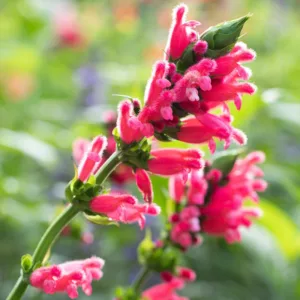 Salvia oxyphora, Fuzzy Bolivian Sage, Bolivian Sage, Red Sage, Red Salvia, Fragrant Sage