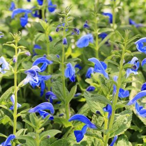 Salvia Patens, Gentian Sage, Spreading Sage, Blue-flowered Sage, Salvia Patens Dark Blue, Salvia Patens 'Oxford Blue', Blue flowers
