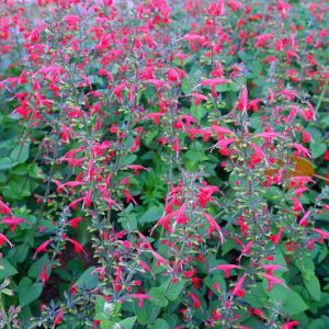 Salvia roemeriana, Cedar Sage, Red Sage, Native Sage