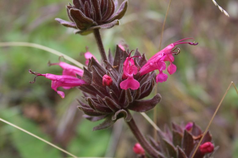 Salvia spathacea, Hummingbird Sage, Pitcher Sage, Native Sage