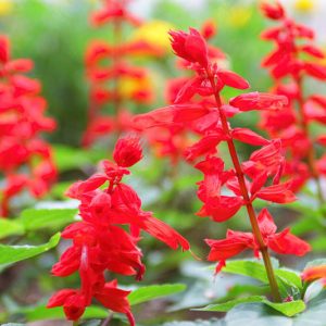 Scarlet Sage, Salvia Splendens, Annual Sage, Scarlet Bedding Sage