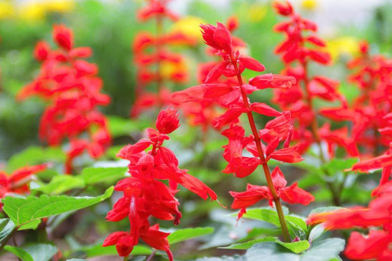 Scarlet Sage, Salvia Splendens, Annual Sage, Scarlet Bedding Sage
