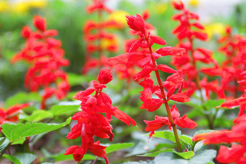 Scarlet Sage, Salvia Splendens, Annual Sage, Scarlet Bedding Sage