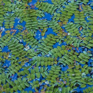 Salvinia natans, Floating Fern, Floating Watermoss, Floating Moss, Water Butterfly Wings, Aquatic Ferns, Pond Plants