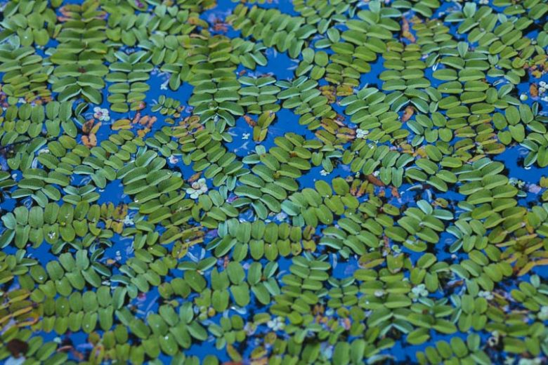 Salvinia natans, Floating Fern, Floating Watermoss, Floating Moss, Water Butterfly Wings, Aquatic Ferns, Pond Plants