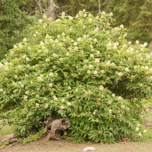 Sambucus racemosa, Red Elderberry, European Red Elder, Red-Berried Elder, Scarlet Elderberry, Shrub with Berries,
