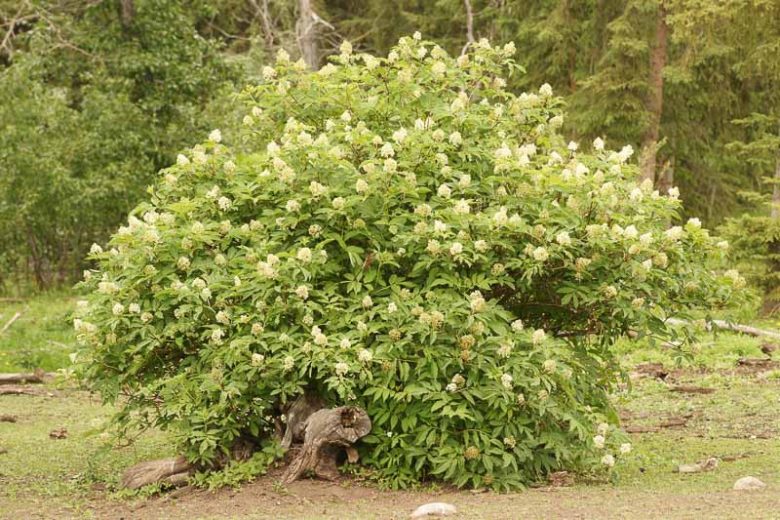 Sambucus racemosa, Red Elderberry, European Red Elder, Red-Berried Elder, Scarlet Elderberry, Shrub with Berries,
