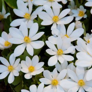 Sanguinaria canadensis, Canada Puccoon, Bloodroot, Red Puccoon, Bloodwort, Cornroot, Indian Paint, Red Indian Paint, Snakebite, Sweet Slumber, Tetterwort, Turmeric, Shade perennials, White flowers