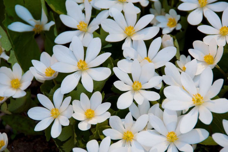 Sanguinaria canadensis, Canada Puccoon, Bloodroot, Red Puccoon, Bloodwort, Cornroot, Indian Paint, Red Indian Paint, Snakebite, Sweet Slumber, Tetterwort, Turmeric, Shade perennials, White flowers