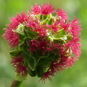 Sanguisorba minor, Salad Burnet, Garden Burnet, Pimpernelle,  Toper's Plant, Poterium dictyocarpum, Poterium sanguisorba, Poterium sanguisorba minor, Sanguisorba pimpinella