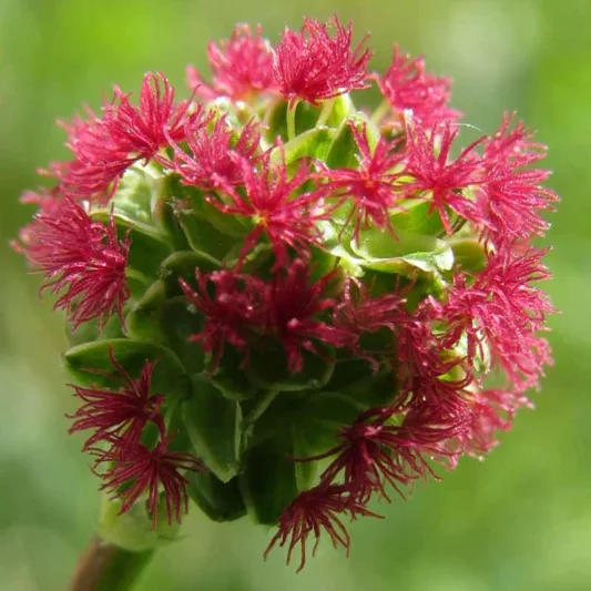 Sanguisorba minor, Salad Burnet, Garden Burnet, Pimpernelle,  Toper's Plant, Poterium dictyocarpum, Poterium sanguisorba, Poterium sanguisorba minor, Sanguisorba pimpinella