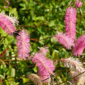 Sanguisorba Obtusa, Burnet, Japanese Burnet, Japanese Bottlebrush,perennial plant, foliage plant