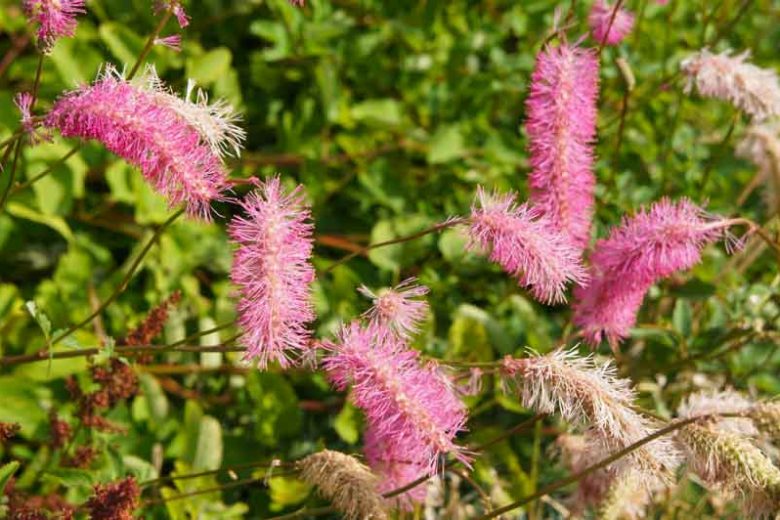 Sanguisorba Obtusa, Burnet, Japanese Burnet, Japanese Bottlebrush,perennial plant, foliage plant