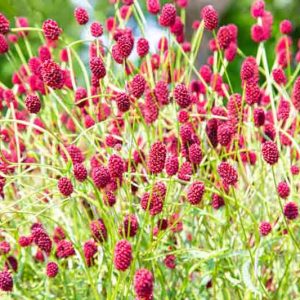 Sanguisorba officinalis, Great Burnet, Greater Burnet, Greater Salad Burnet, Burnet Bloodwort, Pink Flowers, Red Flowers