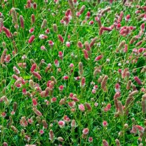 Sanguisorba officinalis Pink Tanna, Great Burnet Pink Tanna, Greater Burnet Pink Tanna, Greater Salad Burnet Pink Tanna, Burnet Bloodwort Pink Tanna, Pink Flowers