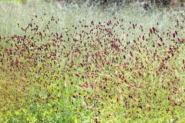 Sanguisorba officinalis Red Thunder, Great Burnet Red Thunder, Greater Burnet Red Thunder, Greater Salad Burnet Red Thunder, Burnet Bloodwort Red Thunder, Red Flowers