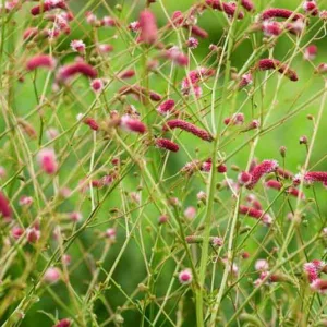 Sanguisorba Tenuifolia Pink Elephant, Burnet 'Pink Elephant', 'Pink Elephant Burnet,perennial plant, foliage plant, Pink flowers