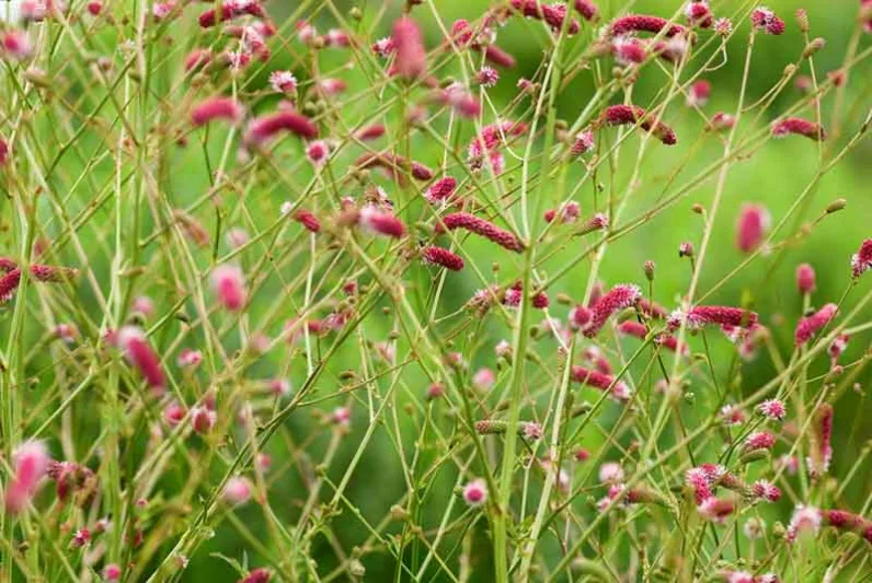 Sanguisorba Tenuifolia Pink Elephant, Burnet 'Pink Elephant', 'Pink Elephant Burnet,perennial plant, foliage plant, Pink flowers