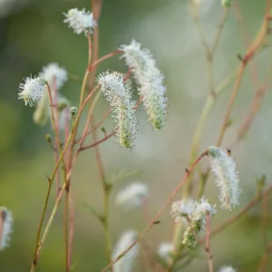 Sanguisorba Tenuifolia var. Alba, Burnet,  White Japanese Burnet, White Oriental Burnet, Sanguisorba Tenuifolia 'Alba',perennial plant, foliage plant, white flowers
