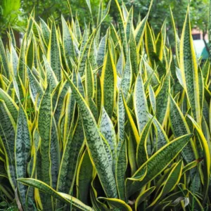 Sansevieria trifasciata var. laurentii, Variegated Snake Plant, Sansevieria trifasciata 'Laurentii', Gold Edged Snake Plant, Mother-in-Law's Tongue 'Laurentii', Evergreen Perennial