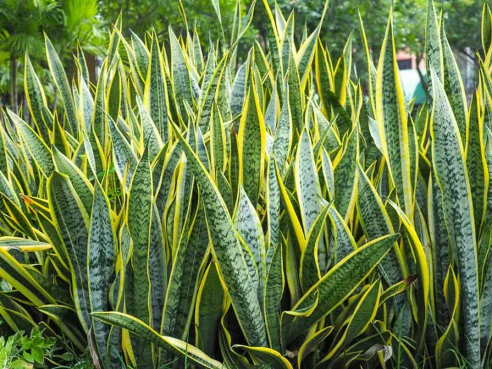 Sansevieria trifasciata var. laurentii, Variegated Snake Plant, Sansevieria trifasciata 'Laurentii', Gold Edged Snake Plant, Mother-in-Law's Tongue 'Laurentii', Evergreen Perennial