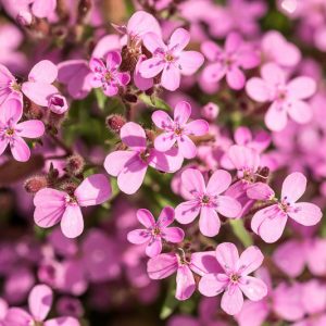 Saponaria ocymoides', Rock Soapwort, Basil Soap-Wort, Tumbling Ted, Silene ocymoides, Pink Flowers