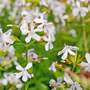 Saponaria officinalis, Soapwort, Boston Pink, London Pride, Mock Gilliflower, Old Maid's Pink, Old Maid's Slipper, Sheepweed, Soap Plant, Soap Root, Soapwort Gentian
