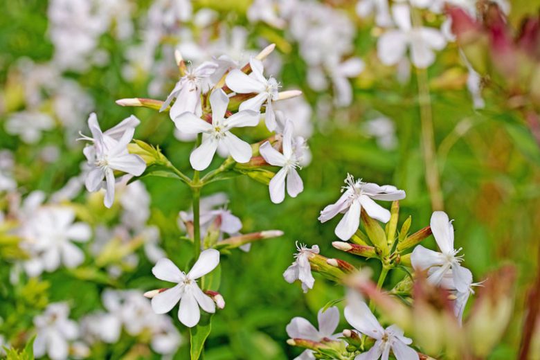 Saponaria officinalis, Soapwort, Boston Pink, London Pride, Mock Gilliflower, Old Maid's Pink, Old Maid's Slipper, Sheepweed, Soap Plant, Soap Root, Soapwort Gentian