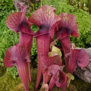 Sarracenia catesbaei, Pitcher Plant, Carnivorous Flowers, Red Sarracenia