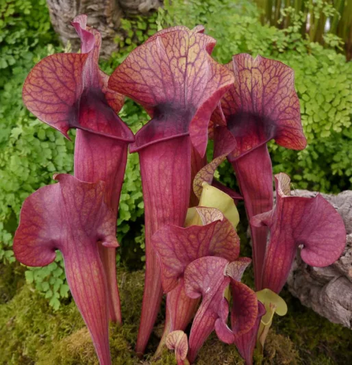 Sarracenia catesbaei, Pitcher Plant, Carnivorous Flowers, Red Sarracenia