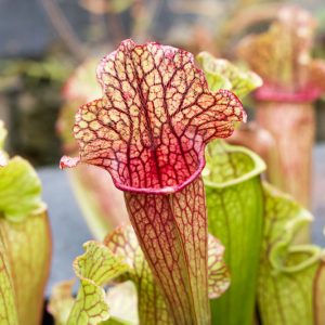 Sarracenia leucophylla, White-Topped Pitcher Plant, White Trumpet, Carnivorous Flowers, White Sarracenia