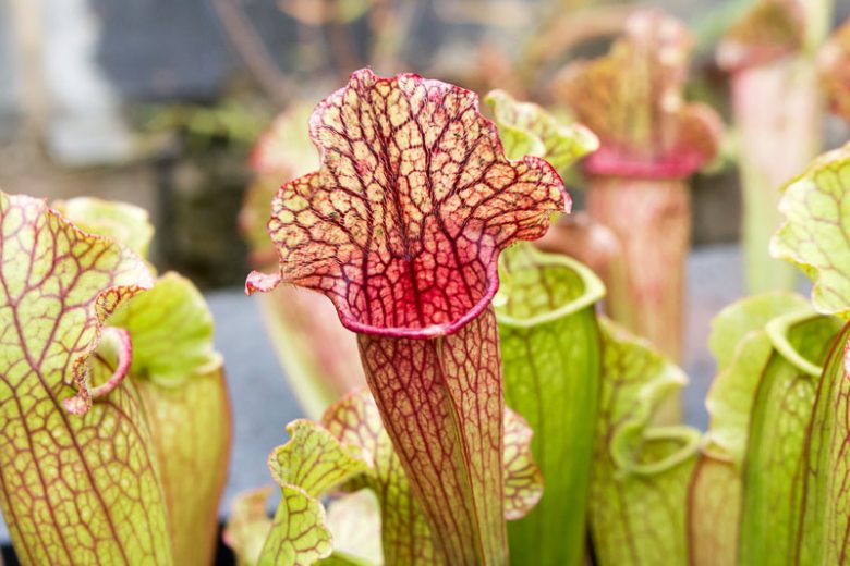 Sarracenia leucophylla, White-Topped Pitcher Plant, White Trumpet, Carnivorous Flowers, White Sarracenia