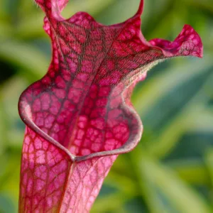 Sarracenia Daina's Delight, Pitcher Plant Daina's Delight, Carnivorous Flowers, Red Sarracenia