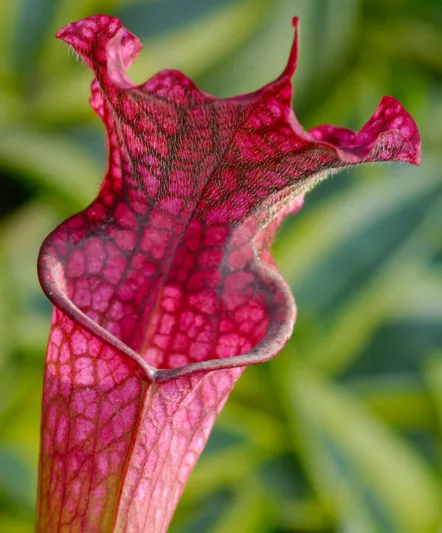 Sarracenia Daina's Delight, Pitcher Plant Daina's Delight, Carnivorous Flowers, Red Sarracenia