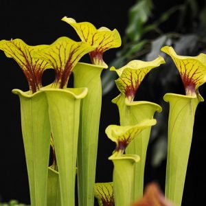 Sarracenia flava, Yellow Pitcher Plant, Golden Trumpet, Yellow Trumpet, Yellow Pitcherplant, Huntsman's Horn, Carnivorous Flowers