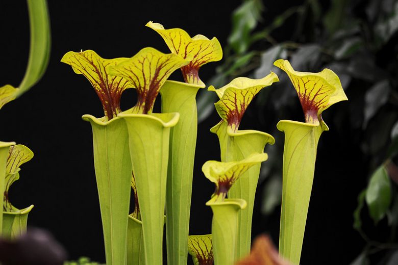 Sarracenia flava, Yellow Pitcher Plant, Golden Trumpet, Yellow Trumpet, Yellow Pitcherplant, Huntsman's Horn, Carnivorous Flowers