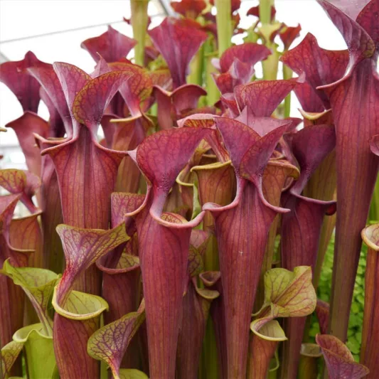 Sarracenia flava var. atropurpurea, Pitcher Plant, Carnivorous Flowers, Red Sarracenia