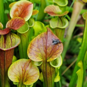 Sarracenia flava var. cuprea, Copper Top Pitcher Plant, Sarracenia flava copper lid, Coppery Yellow Pitcher Plant, Carnivorous Flowers, Copper Sarracenia