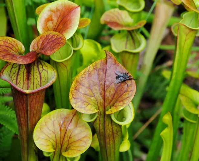 Sarracenia flava var. cuprea, Copper Top Pitcher Plant, Sarracenia flava copper lid, Coppery Yellow Pitcher Plant, Carnivorous Flowers, Copper Sarracenia