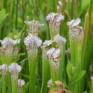 Sarracenia leucophylla, White-Topped Pitcher Plant, White Trumpet, Carnivorous Flowers, White Sarracenia