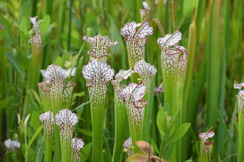 Sarracenia leucophylla, White-Topped Pitcher Plant, White Trumpet, Carnivorous Flowers, White Sarracenia