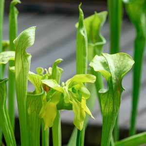 Sarracenia oreophila, Montane Pitcher Plant, Green Pitcher Plant, Carnivorous Flowers, Green Sarracenia