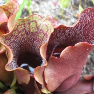 Sarracenia purpurea, Purple Pitcher Plant, Pitcher Plant, Adam's Cup, Carrion Flower, Dumb Watches, False Foxglove, Fever Cup, Fly Trap, Huntsman's Cup, Huntsman's Horn, Indian Cup, Carnivorous Flowers,