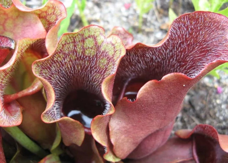 Sarracenia purpurea, Purple Pitcher Plant, Pitcher Plant, Adam's Cup, Carrion Flower, Dumb Watches, False Foxglove, Fever Cup, Fly Trap, Huntsman's Cup, Huntsman's Horn, Indian Cup, Carnivorous Flowers,