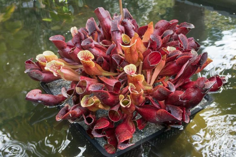 Sarracenia purpurea subsp. venosa, Pitcher Plant, Purple Pitcher Plant, Carnivorous Flowers, Bog Plants
